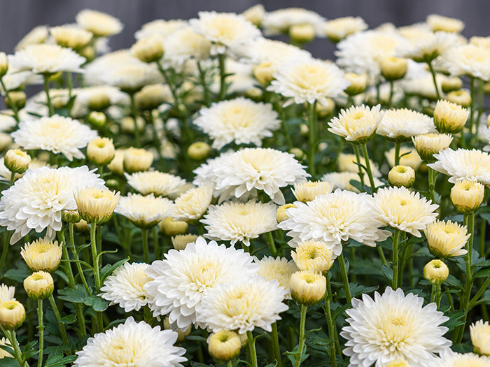 各宗葬祭典、花環、生花、金飾